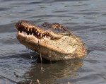 Alligator with Crab in Salt&nbsp;Marsh