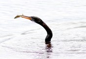 Anhinga Fishing in Marsh Pond 