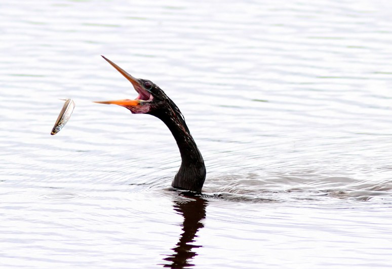 Anhinga Fishing in Marsh Pond 
