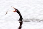 Anhinga Fishing in Marsh&nbsp;Pond