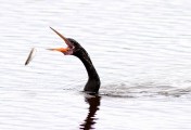 Anhinga Fishing in Marsh Pond 