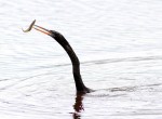 Anhinga Fishing in Marsh&nbsp;Pond