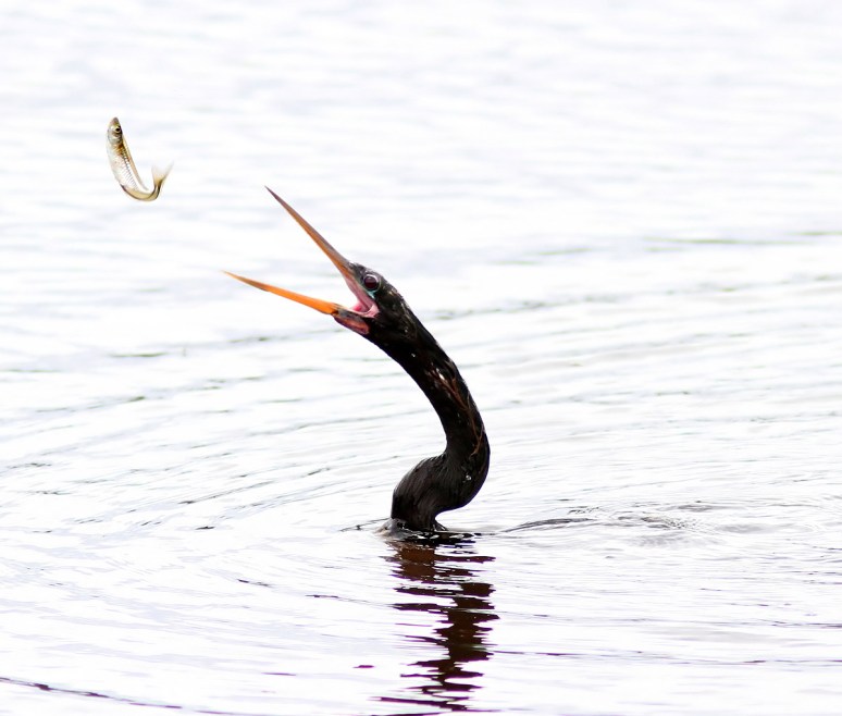 Anhinga Fishing in Marsh Pond 