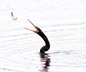 Anhinga Fishing in Marsh Pond 