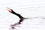 Anhinga Fishing in Marsh&nbsp;Pond