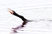 Anhinga Fishing in Marsh Pond 
