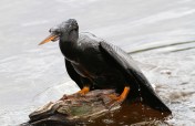 Anhinga Fishing in Marsh Pond 