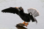 Anhinga Fishing in Marsh&nbsp;Pond