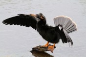 Anhinga Fishing in Marsh Pond 
