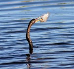 Anhinga Fishing in the Marsh&nbsp;Pond