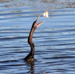 Anhinga Fishing in the Marsh&nbsp;Pond