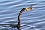 Anhinga Fishing in the Marsh&nbsp;Pond