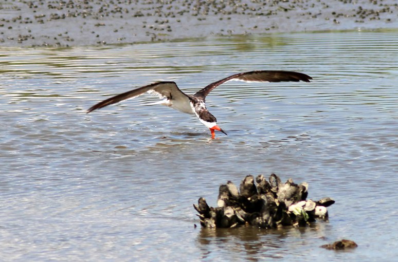 Black Skimmer 