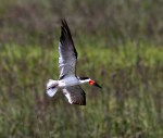 Black Skimmer