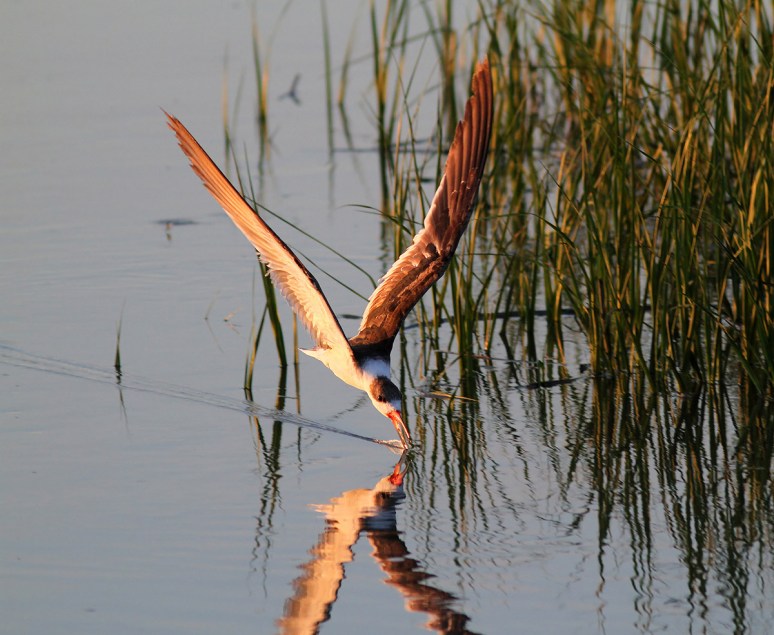 Black Skimmer Fishing in the Salt Marsh 