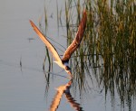 Black Skimmer Fishing in the Salt&nbsp;Marsh