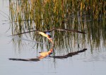 Black Skimmer Fishing in the Salt&nbsp;Marsh