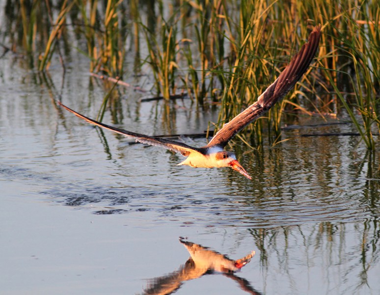 Black Skimmer Fishing in the Salt Marsh 