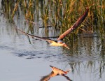 Black Skimmer Fishing in the Salt&nbsp;Marsh