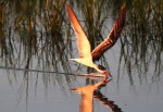 Black Skimmer Fishing in the Salt&nbsp;Marsh
