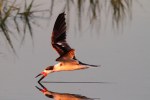 Black Skimmer Fishing in the Salt&nbsp;Marsh