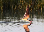 Black Skimmer Fishing in the Salt&nbsp;Marsh