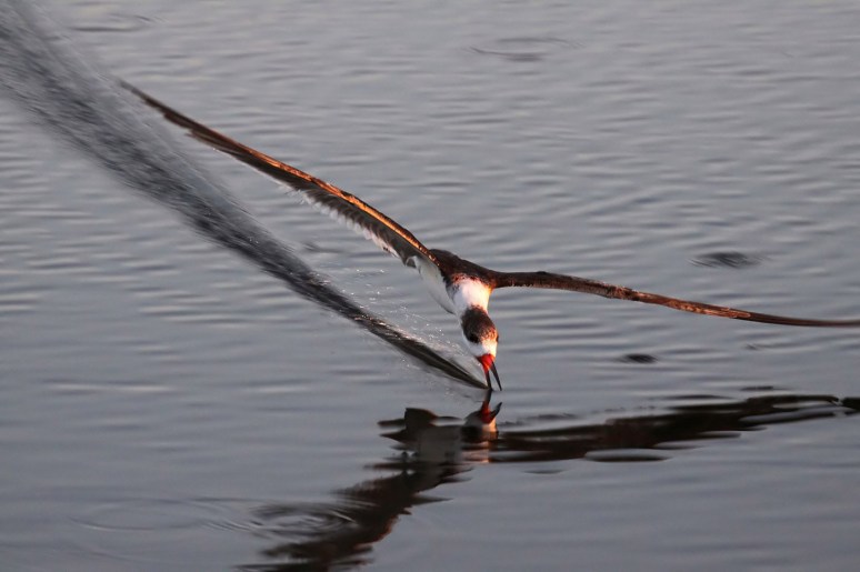 Black Skimmer Fishing in the Salt Marsh 