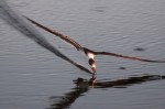 Black Skimmer Fishing in the Salt&nbsp;Marsh