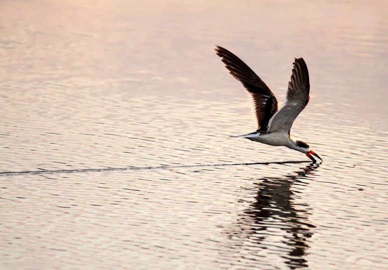 Black Skimmer Fishing in the Salt Marsh 