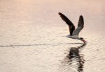 Black Skimmer Fishing in the Salt&nbsp;Marsh
