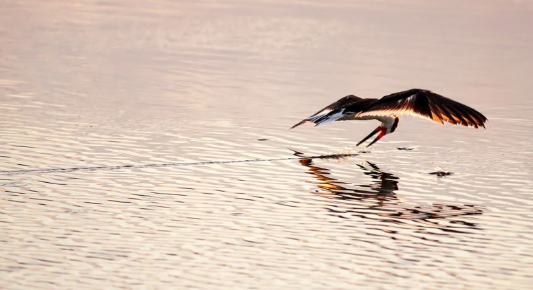 Black Skimmer Fishing in the Salt Marsh 