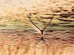 Black Skimmer Fishing in the Salt&nbsp;Marsh
