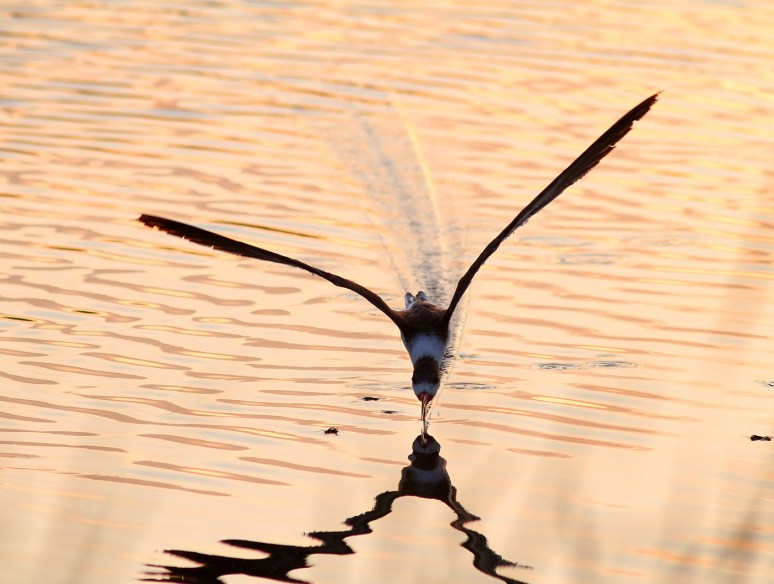 Black Skimmer Fishing in the Salt Marsh 