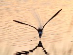 Black Skimmer Fishing in the Salt&nbsp;Marsh