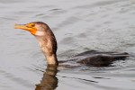 Cormorant Fishing in the Salt&nbsp;Marsh