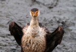 Cormorant Fishing in the Salt&nbsp;Marsh