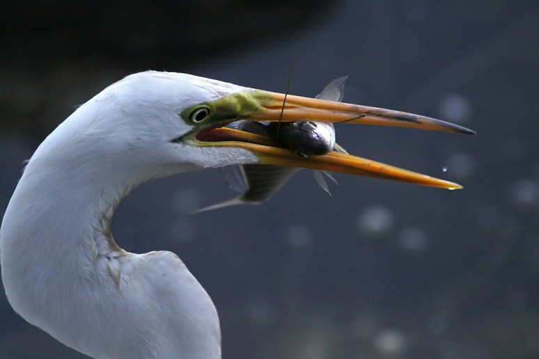 Egret Fishing 