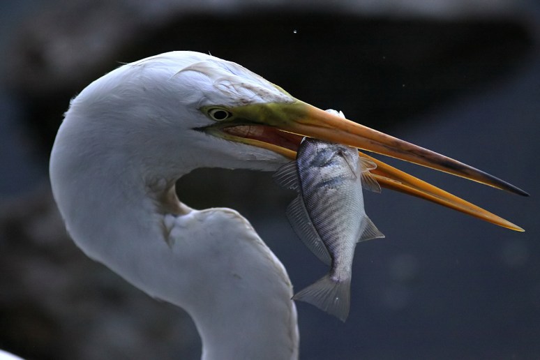 Egret Fishing 