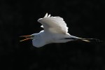 Egret Flight