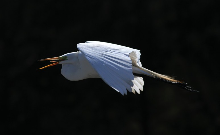 Egret Flight 