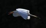 Egret Flight