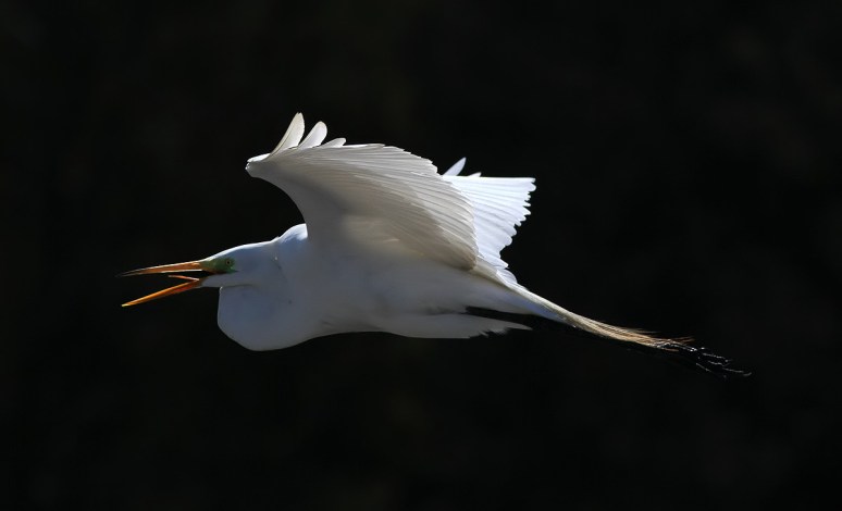 Egret Flight 