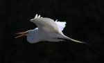 Egret Flight