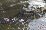Gator Head in Marsh&nbsp;Pond