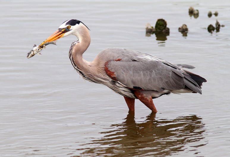 GBH with Muddy Fish 