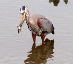GBH with Muddy&nbsp;Fish