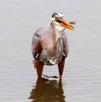 GBH with Muddy&nbsp;Fish