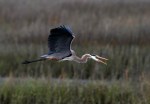 Great Blue Heron&nbsp;Flight
