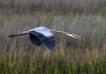 Great Blue Heron&nbsp;Flight
