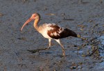 Juvenile Ibis Fishing